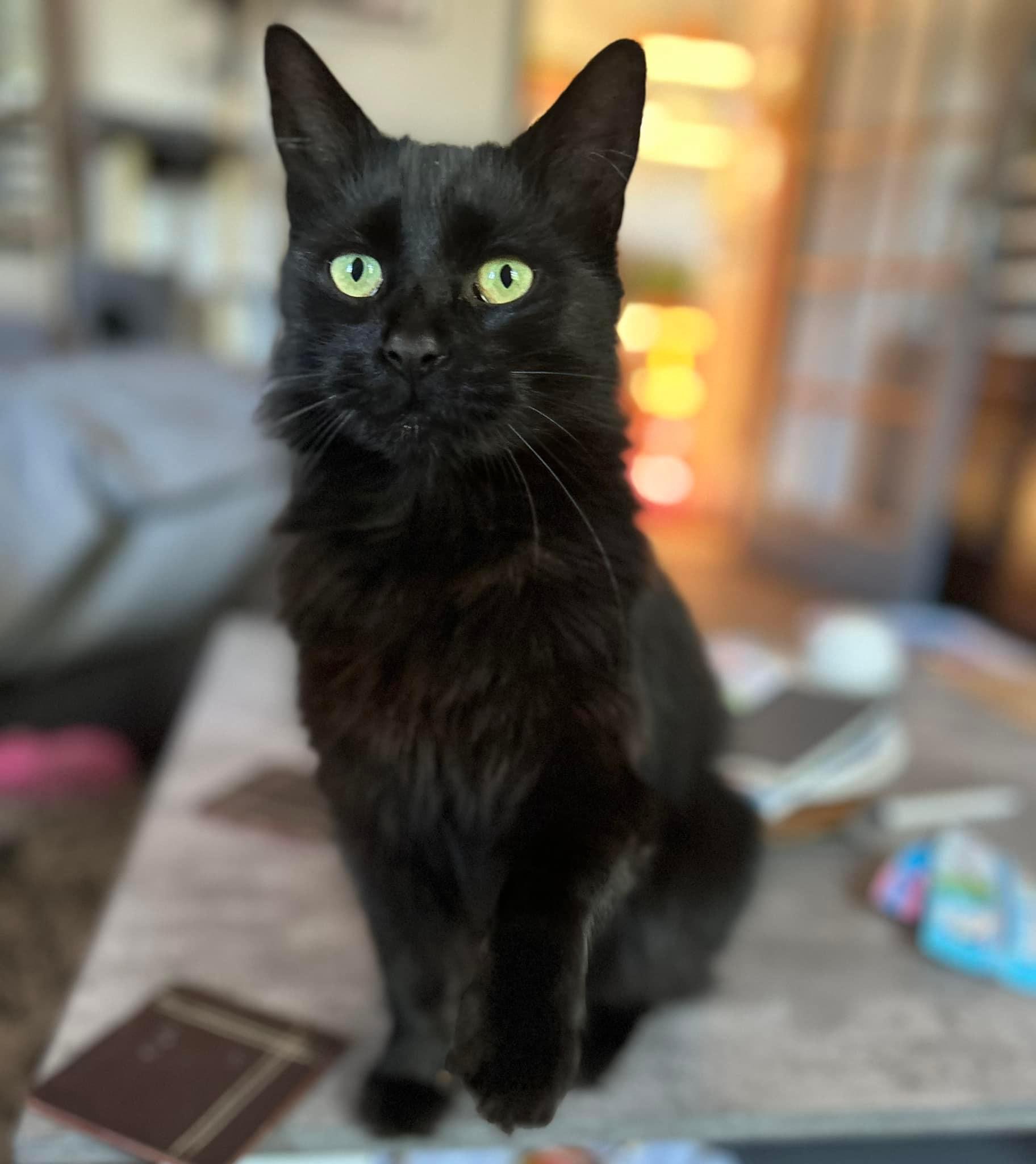 Happy pet (placeholder)